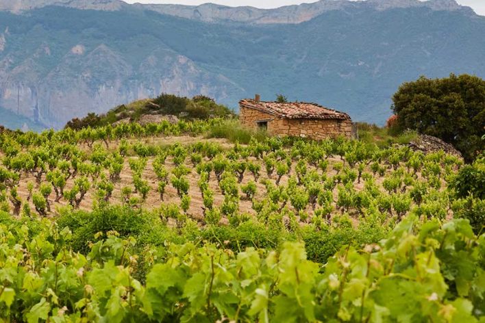 bodegas-y-vinedos-de-gomez-cruzado-vinedos